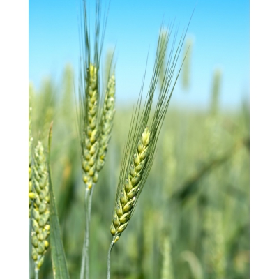 小麦遗传转化技术服务