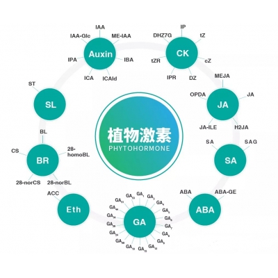 植物激素定量检测技术服务